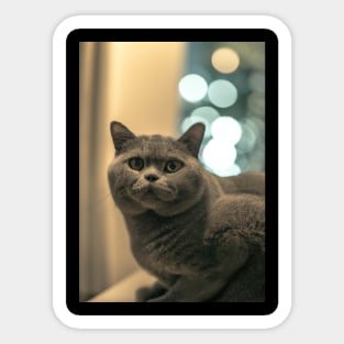 British short haired cat Sticker